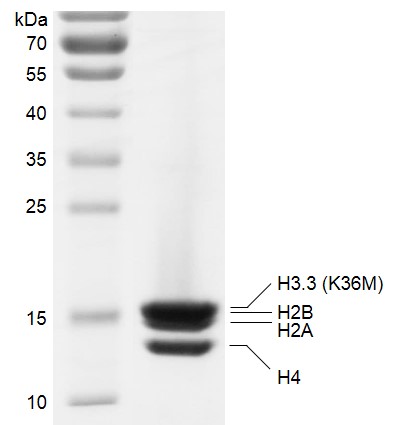Recombinant Polynucleosomes H3.3 (K36M) protein gel.