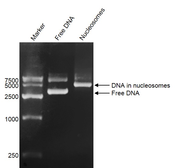 DNA Gel-shift assay for Recombinant Polynucleosomes H3.3 (K36M). 