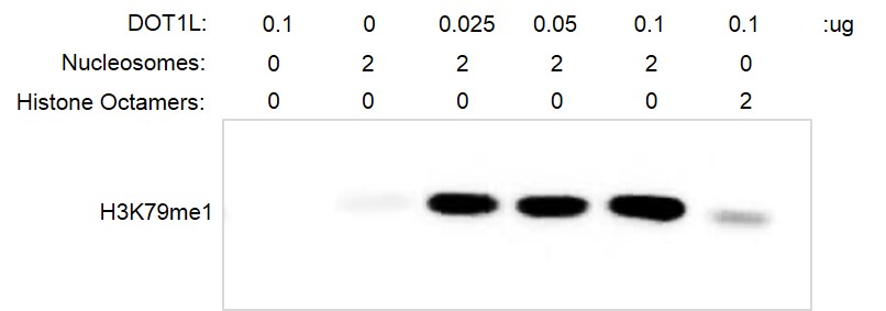 Histone Methyltransferase (HMT) Assay - Recombinant Polynucleosomes H3.3 