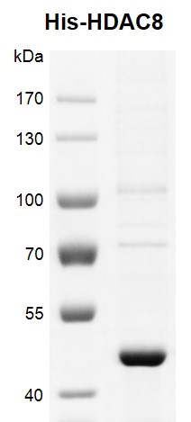 Recombinant HDAC8 His-Tag protein, His-Tag gel.