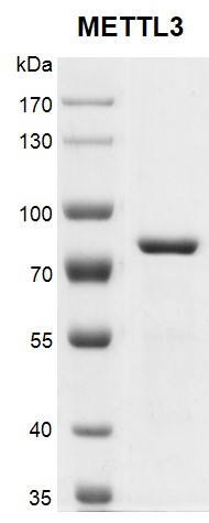Recombinant METTL3 protein gel.