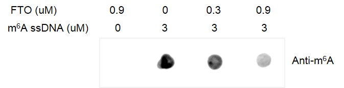Dot-Blot assay for Recombinant FTO protein activity.