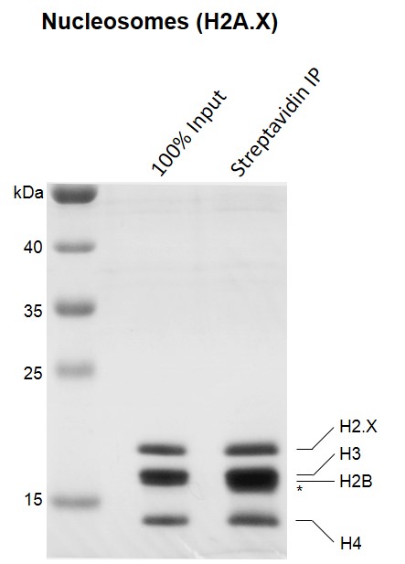 Streptavidin pull-down of Recombinant Mononucleosomes (H2A.X) - biotinylated.