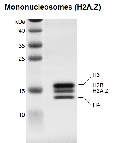 Recombinant Mononucleosomes (H2A.Z) - biotinylated, SDS-PAGE.