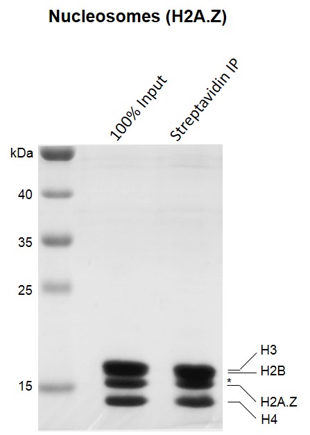 Streptavidin pull-down for Recombinant Mononucleosomes (H2A.Z) - biotinylated.