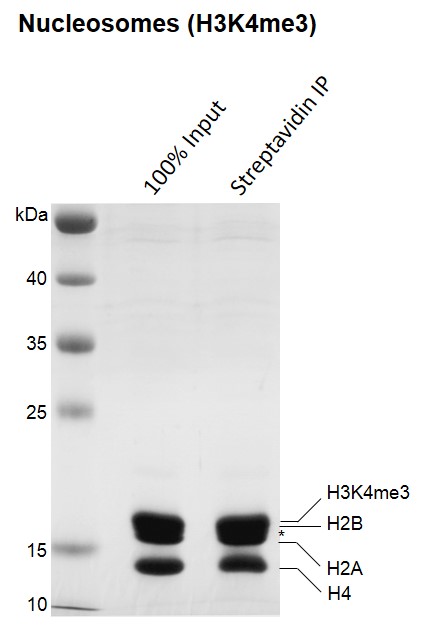 Streptavidin pull-down for Recombinant Mononucleosomes H3K4me3 (EPL) - biotinylated.