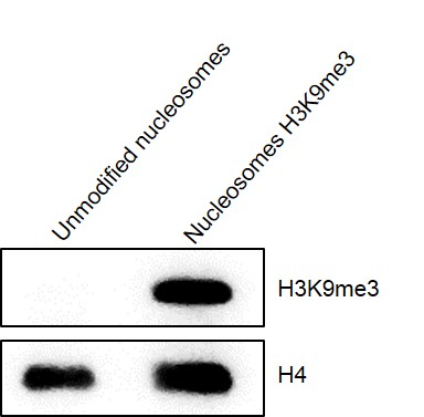 Western Blot analysis of Recombinant Mononucleosomes H3K9me3 (EPL)