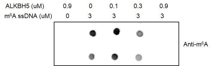 Dot-Blot assay for Recombinant ALKBH5 protein activity.