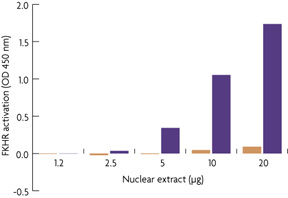 Figure 1: Monitoring FKHR activity with the TransAM FKHR Kit.