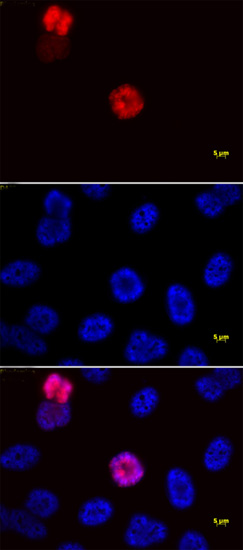 Histone H3S28ph antibody (mAb) tested by immunofluorescence.
