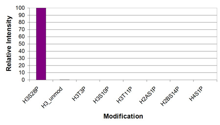Histone H3 phospho Ser28 antibody (mAb) specificity tested by peptide array analysis.