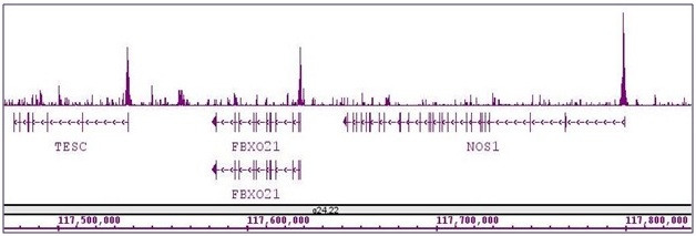 ASH2L antibody (pAb) tested by ChIP-Seq.