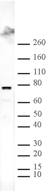 ASH2L antibody (pAb) tested by Western blot.