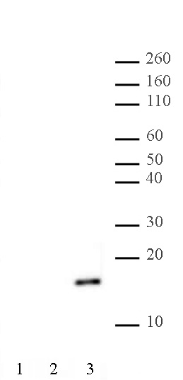 Histone H2AK9ac antibody (pAb) tested by Western blot.