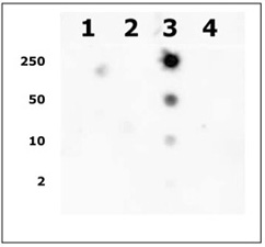Histone H2AK9ac antibody (pAb) tested by dot blot analysis.