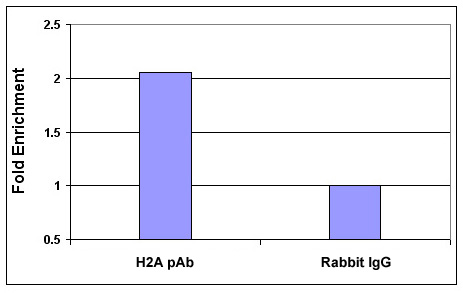 Histone H2A, acidic patch antibody (pAb) tested by ChIP.