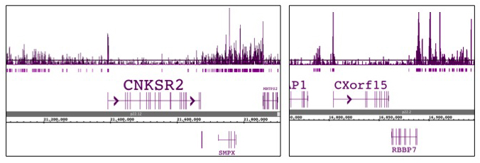 Histone H2A.Z antibody (pAb) tested by ChIP-Seq.