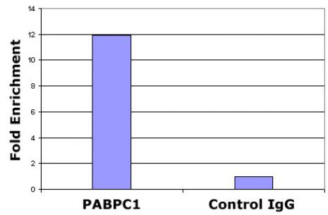 Histone H2A.Z antibody (pAb) tested by ChIP.