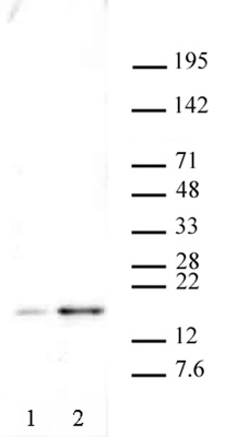 Histone H2A.XS139ph antibody (pAb) tested by Western blot.