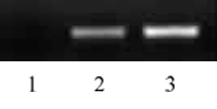 Histone H2BK16ac antibody (pAb) tested by ChIP.