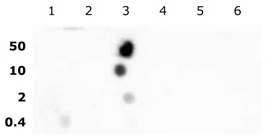 Histone H2BK16ac antibody (pAb) tested by dot blot analysis.