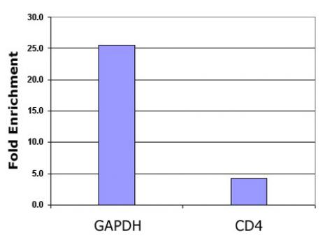 Histone H2BK5ac antibody (pAb) tested by ChIP.