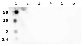 Histone H2BK5ac antibody (pAb) tested by dot blot analysis.