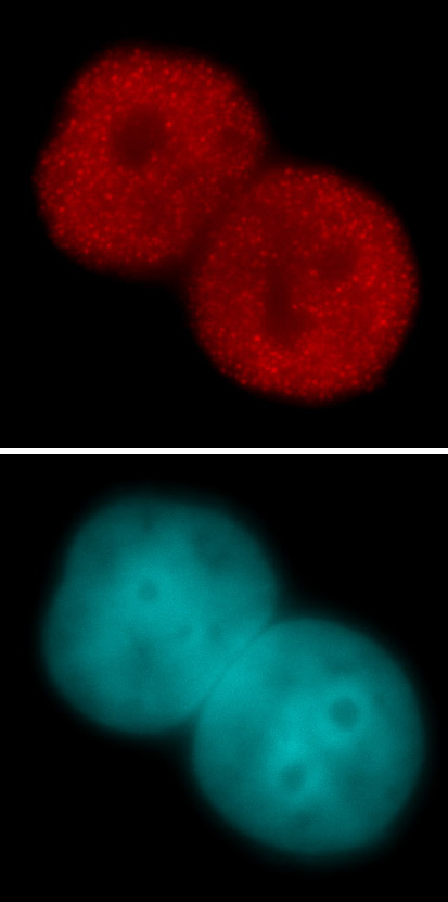 Histone H3K23ac antibody (pAb) tested by immunofluorescence.