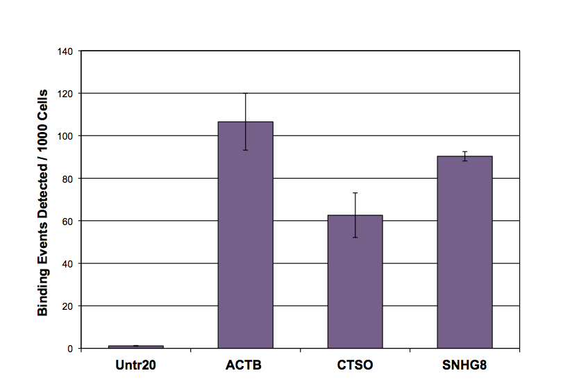 Histone H3K27ac antibody (pAb) tested by ChIP.