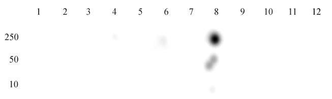 Histone H3K27ac antibody (pAb) tested by dot blot analysis.