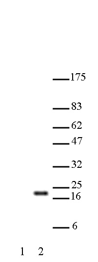 Histone H3K27ac antibody (pAb) tested by Western blot.