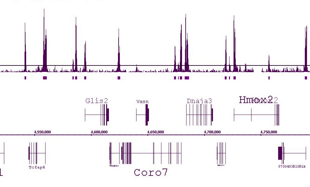 Histone H3K4me2 antibody (pAb) tested by ChIP-Seq.