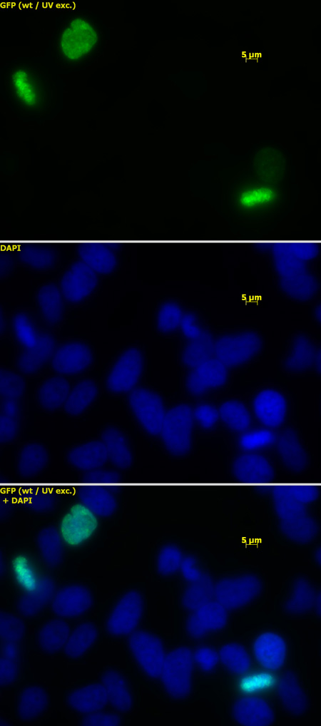 Histone H3S10phS28ph antibody (pAb) tested by immunofluorescence.