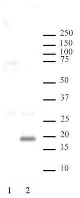 Histone H3T3ph antibody (pAb) tested by Western blot.