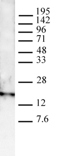 Histone H3K4me3 antibody (pAb) tested by Western blot.
