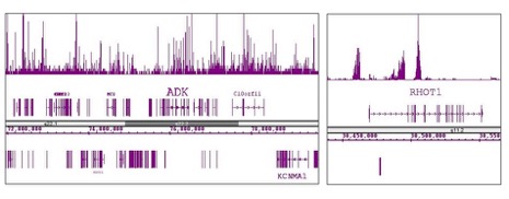 Histone H3K9me3 antibody tested by ChIP-Seq.