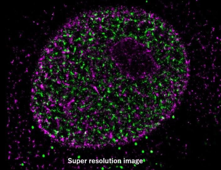 Histone H3 trimethyl Lys9 antibody (pAb) images using HM-1000 microscopy.
