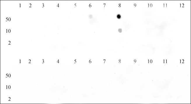 Histone H3K9me3 antibody (pAb) tested by dot blot analysis.