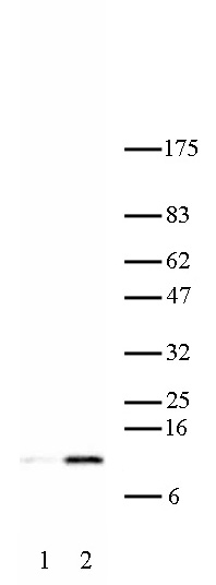 Histone H4K16ac antibody (pAb) tested by Western blot.