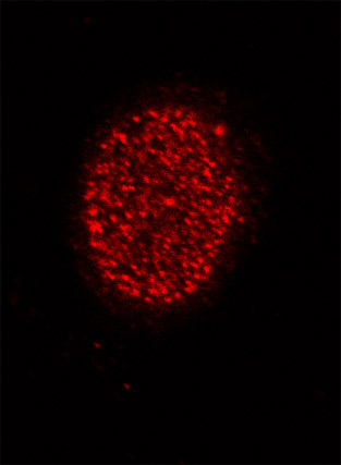 Histone H4K5ac antibody (pAb) tested by immunofluorescence.