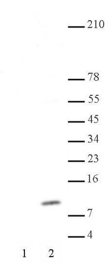 Histone H4K8ac antibody (pAb) tested by Western blot.