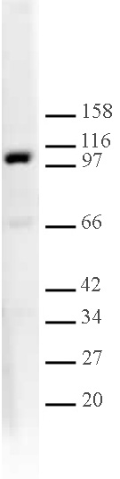 L3MBTL1 antibody (pAb) tested by Western blot.