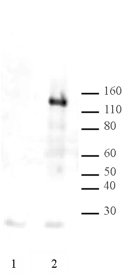 LexA DNA-binding Domain antibody (pAb) tested by Western blot.