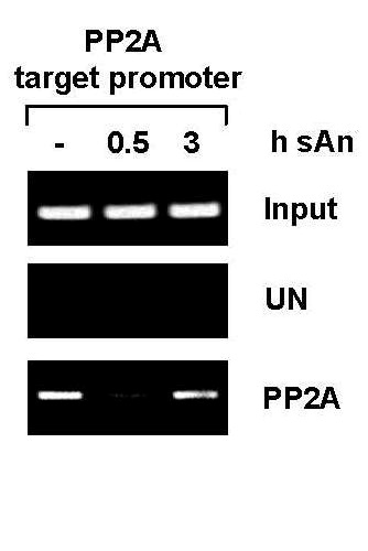 PP2A antibody (pAb) tested by ChIP.