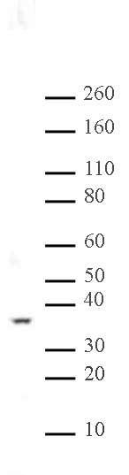 PP2A antibody (pAb) tested by Western blot.