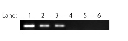 RbAp46/48 antibody (pAb) tested by ChIP.