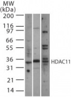 HDAC11 antibody (pAb) tested by Western blot.
