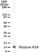 Histone H2A antibody (pAb) tested by Western blot.