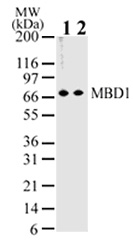 MBD1 antibody (mAb) tested by Western blot.