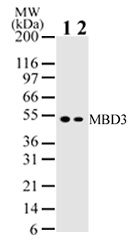 MBD3 antibody (mAb) tested by Western blot.